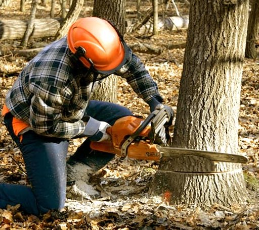 Tree Removal in Kinta, OK